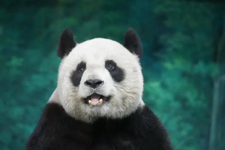 Panda Master: Promo Codes, Gameplay, and Safety Checks